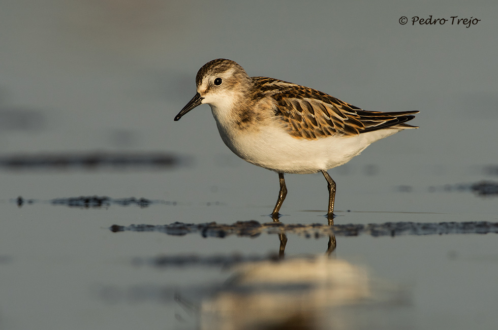 Correlimos menudo (Calidris minuta)